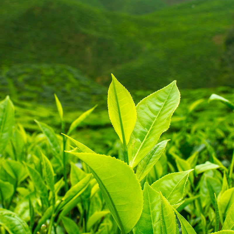 Le thé est-il une plante médicinale ? | Kusmi Tea