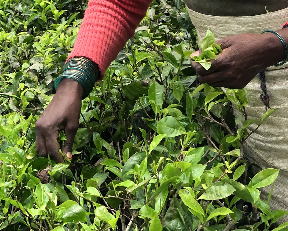 Pourquoi éviter le thé et les aliments avec pesticides ? | Kusmi Tea