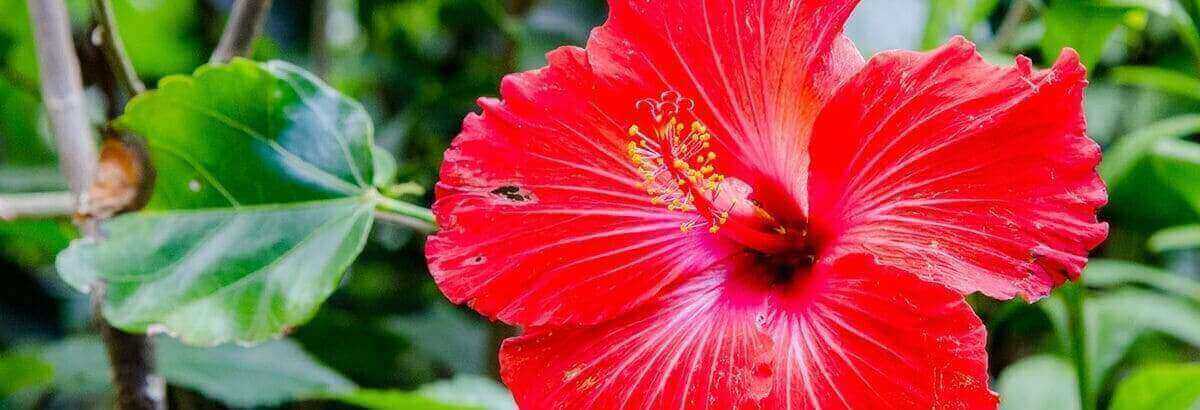 fleur hibiscus bienfaits